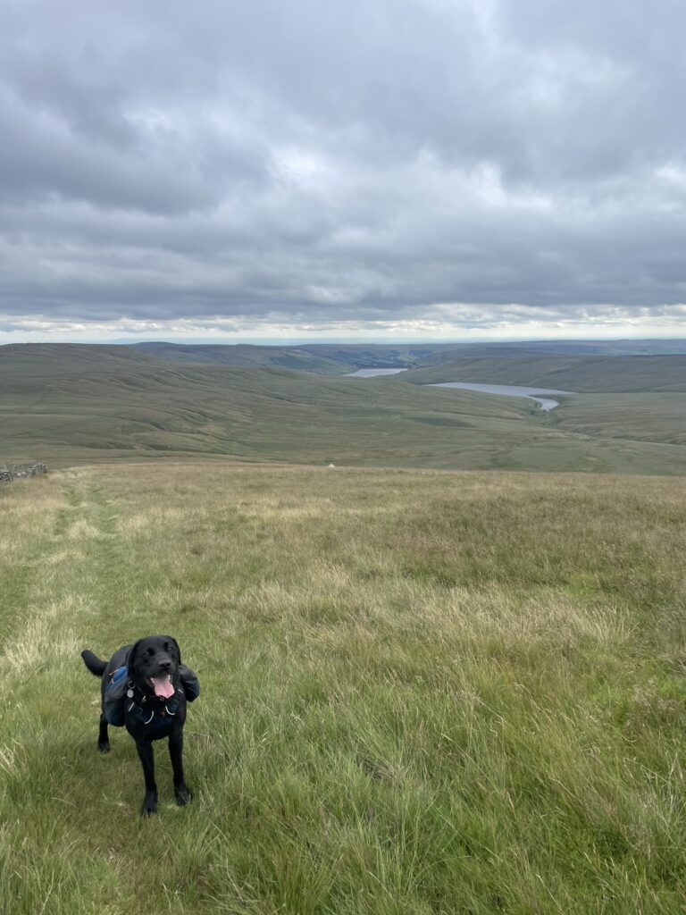 Dog and the surrounding scenery of the Yorkshire Dales