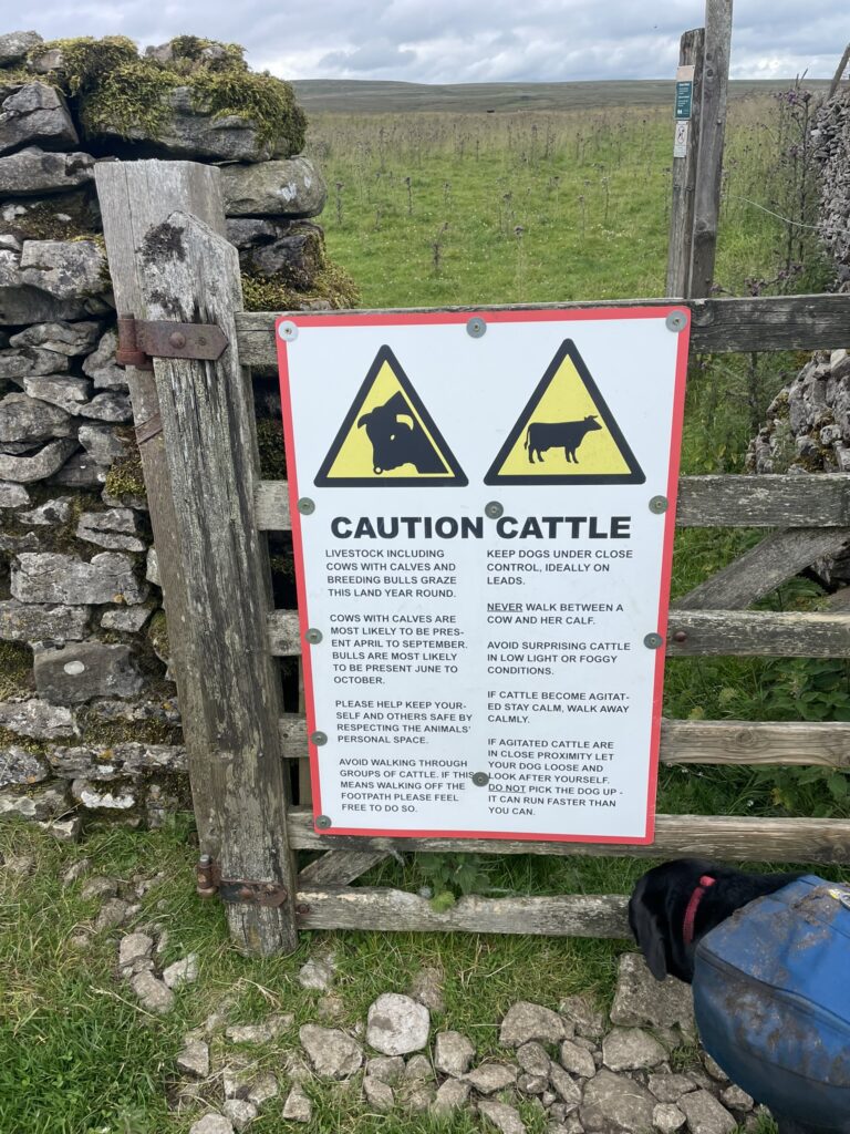 Sign on a gate, warning of cattle in the field