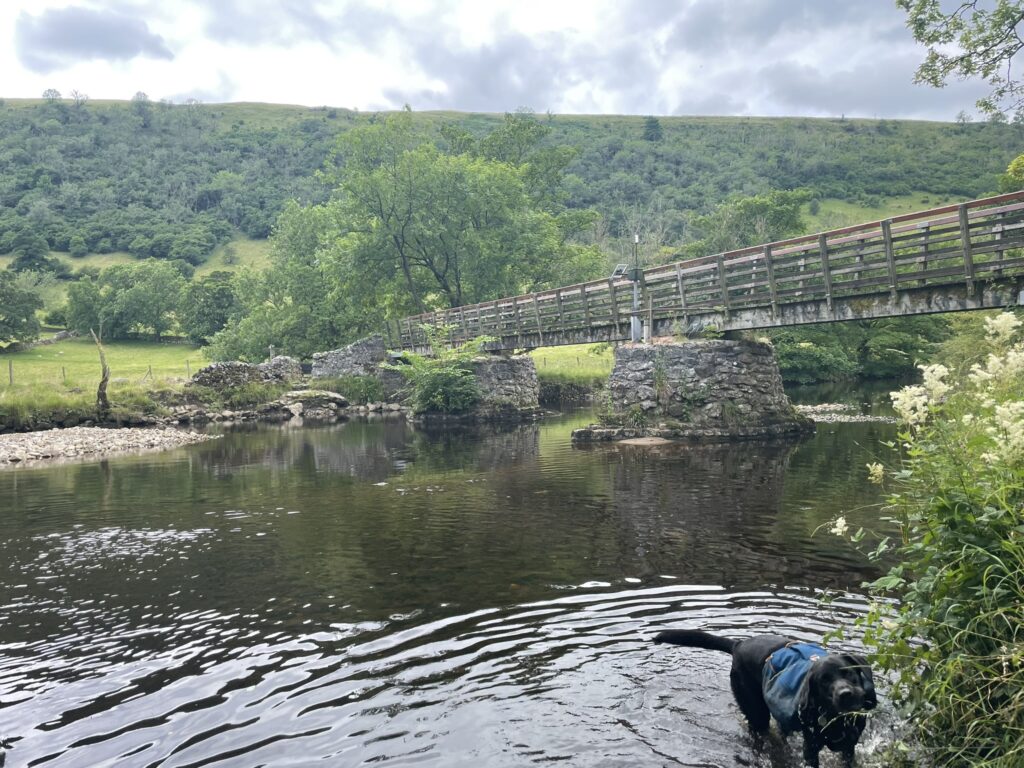 Bridge, with dog paddling in the water