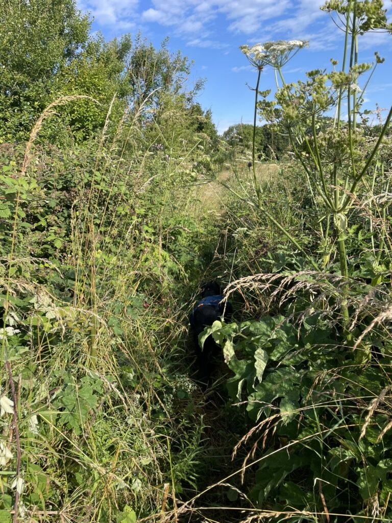 Overgrown trail, with dog in the overgrowth
