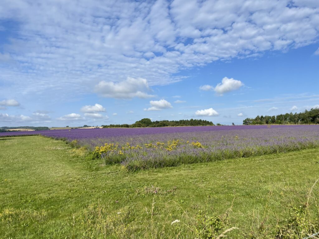 Picture of a lavender field