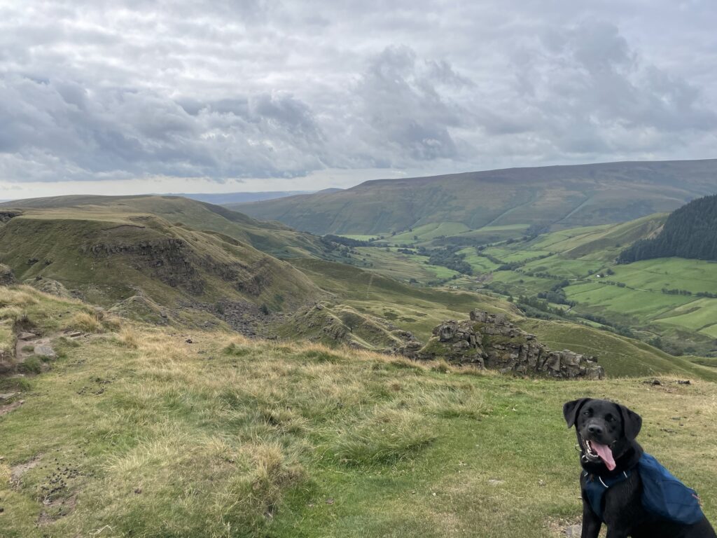Dog with tongue out, in front of Alport Castles and with hills in the background